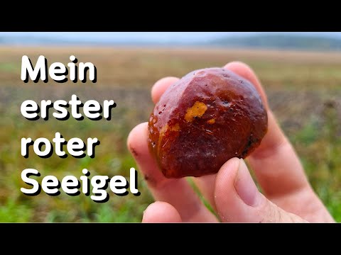 Eine tolle Überraschung! Edelsteine suchen in Deutschland