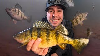 JUMBO PERCH ARE BACK 🔥 (Mille Lacs Lake)