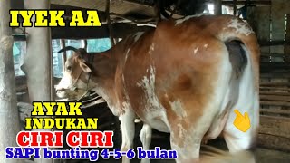 Download lagu CHARACTERISTICS OF 4-5 MONTHS PREGNANT COW SIMENTAL MALBORO TYPE mp3