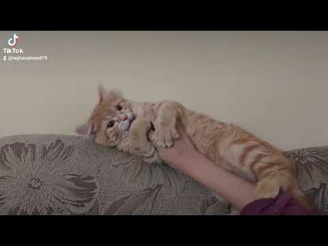 junior wants to play