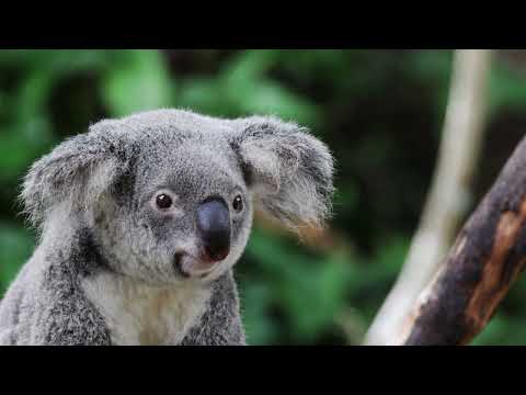 Thumbnail for Ultimate Australia & New Zealand - Discovery Princess