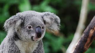 Ultimate Australia & New Zealand - Discovery Princess