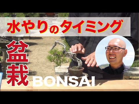 盆栽の水やり:よくある間違い トピックス