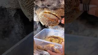 خلية عسل بوطويق من موسم السمر الحمدلله #shorts