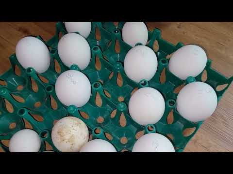 Complete Guide For Hatching Goose Eggs!!