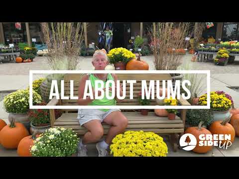 母親のすべて |秋のママ |母親の世話をする方法