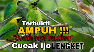 Download lagu suara pikat cucak ijo ribut kombinasi burung kecil MP3, terbukti ampuh #pikatcucakijo mp3