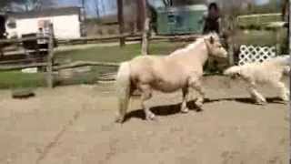 LunaMae - 2 week old Mini Horse