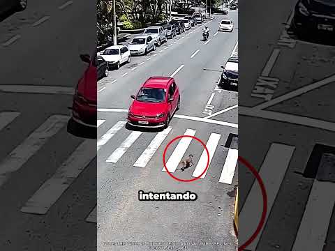 Este momento demuestra que la humanidad sigue preocupándose por los animales #shorts