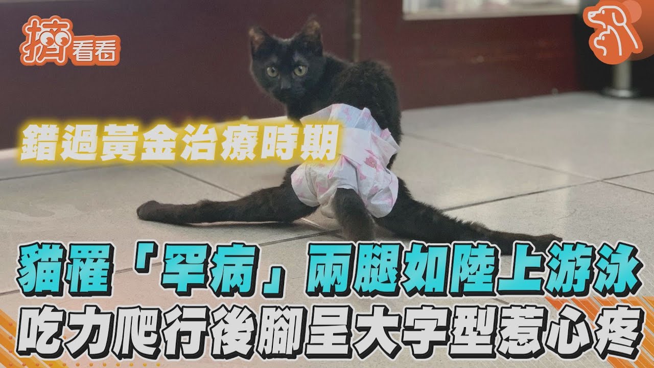 貓罹「罕病」兩腿如陸上游泳 吃力爬行後腳呈大字型惹心疼