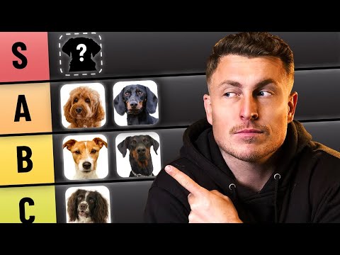 My evidence based guide to dog breeds (for first time owners)