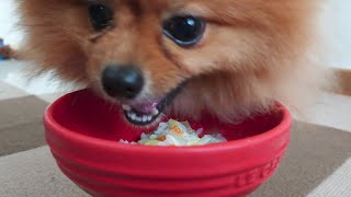 初！ぽぽちゃんのご飯を手作りしてみた！鶏ささみリゾット🍚