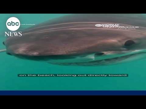Great white shark seen off Rhode Island coast in rare underwater video