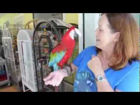 download lagu mp3 mp4 Angel Wings Parrot Rescue, download lagu Angel Wings Parrot Rescue gratis, unduh video klip Angel Wings Parrot Rescue