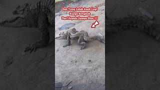 Download lagu Crocodile Crooked!!! Crooked From Head to Tail!!! mp3