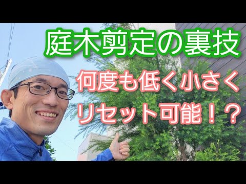 鉢植えを移動する 深く掘る リングを健全に掘る