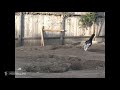 A Cat S Tale 2008 Tag Or Hide And Seek Scene 8 10 Movieclips