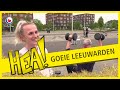HEA! Goeie Leeuwarden