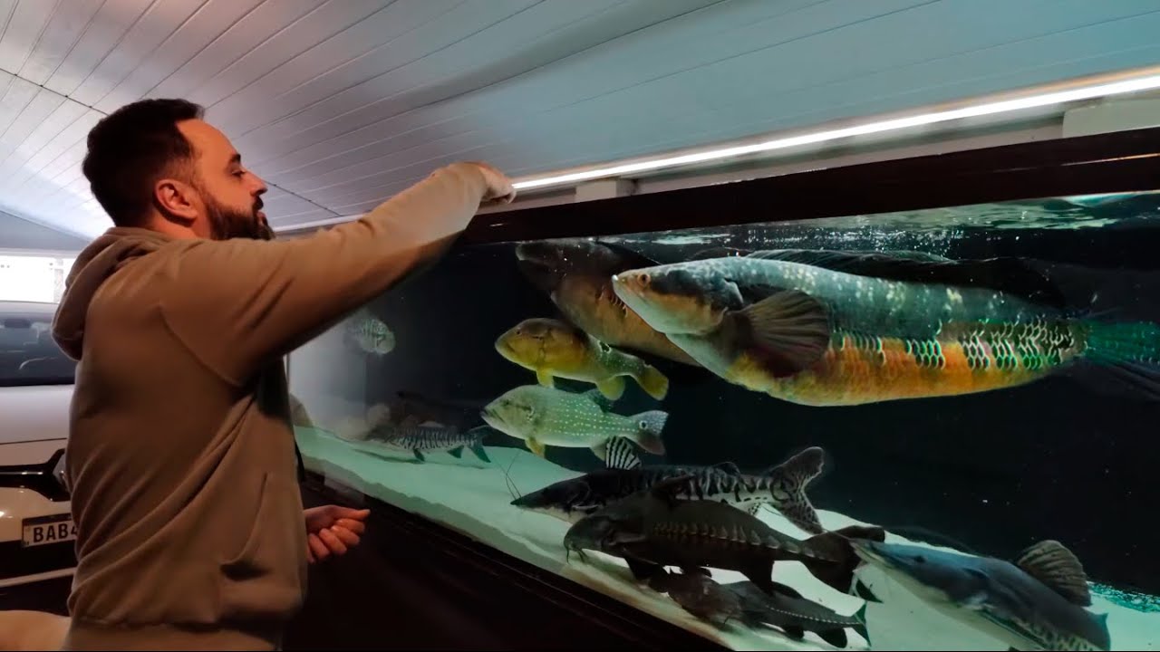 PEIXES DE QUASE 1 METRO CRIADOS NA GARAGEM DE CASA!!