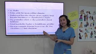 3. Gebelik Fizyolojisi ve Evreleri