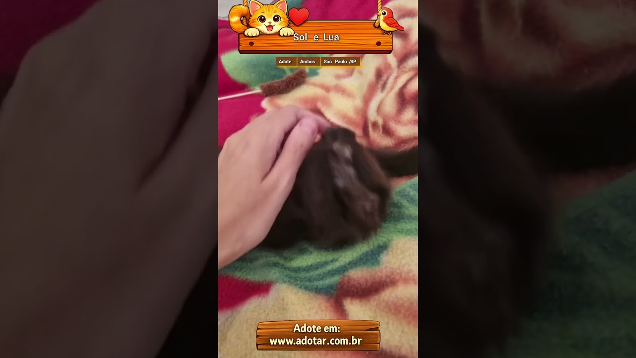 Gato raça SRD-ViraLata idade Abaixo de 2 meses nome Sol e Lua