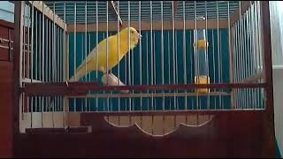 Download lagu Masteran kenari Rusia. Suara nyaring cengkokakn mantap mp3 Download lagu Masteran kenari Rusia. Suara nyaring cengkokakn mantap mp3