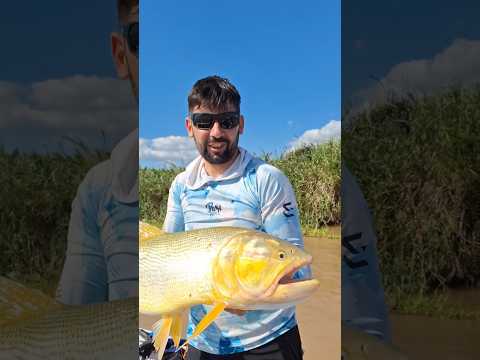 Dorado con Sabalo en Arroyo Seco - Santa Fe