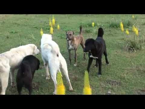 Tajik shepherd dogs in the wild