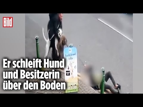 Bösartige Attacke: Kampfhund fällt Pudel und Seniorin an