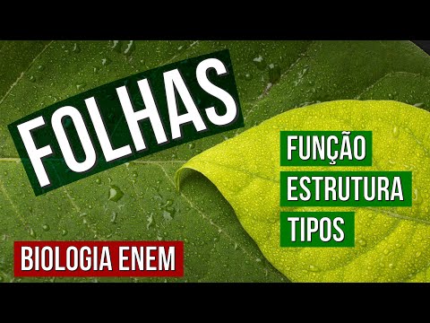 AS FOLHAS: função, estrutura e tipos | RESUMO DE BOTÂNICA. É biologia no Enem. Profe Claudia Aguiar