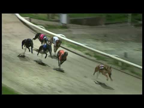 Antigua Breeze - Seasons Scaffolding Puppy Trophy - Heat 2