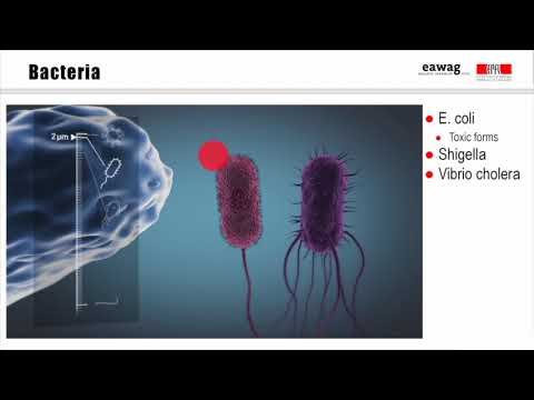 Lyambliya a prostatitis Come definire al bambino di un lyambliya