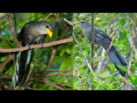 Green malkoha ||  whistling yellowbill || cuckoo chapter - 60 || The Rup animal