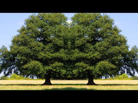 La forêt - Sylvie Arlaud & Guillaume Blondeau - Le Groupe du Siècle (21)