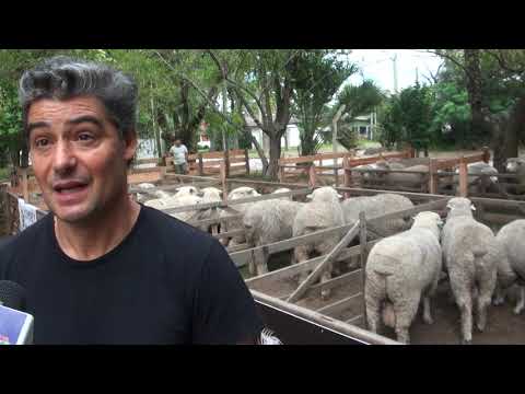 Alejandro LOMBARDI, de Cabaña YATAY DEL SAUCE, en EXPO OVINA ROCHA 2021