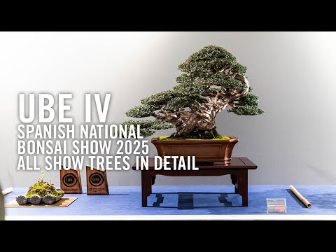 UBE IV national Spanish bonsai exhibition 2025, all show trees in detail.