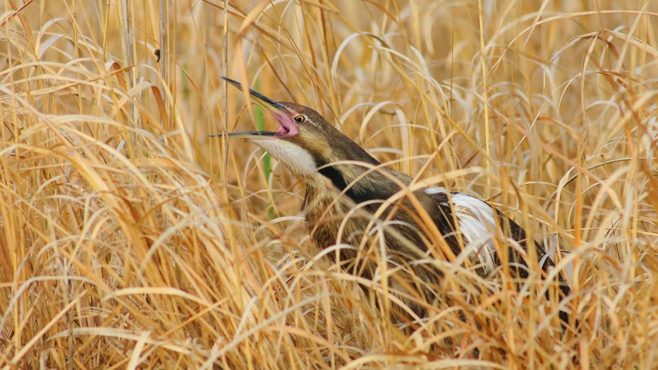 Voices: American Bittern Voices: American Bittern