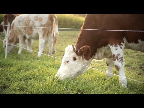 Fütterung der Kühe am Luzernenhof