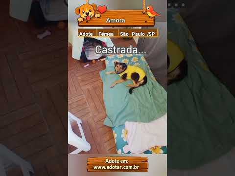 Vídeo de Amora