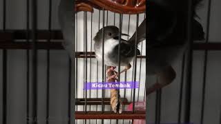 Download lagu Top Masteran!! Ciblek Kristal Gacor Full Ngebren Untuk Masteran Burung Juara | Kicau Tembak mp3