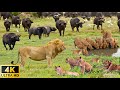 4K African Wildlife: Wild Animal Discovery and Beautiful Wildlife Movie in African With Real Sounds