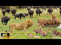 4K African Wildlife Wild Animal Discovery And Beautiful Wildlife Movie In African With Real Sounds