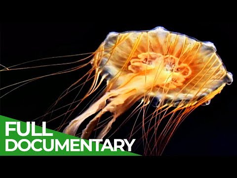 The Secret World of the Jellyfish