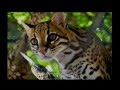 Adult Swim Commercial Bumpers September 2015 Part 1 3