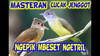 Download lagu masteran cucak jenggot  jeda 2 menit #masteran #cucakjenggot mp3 Download lagu masteran cucak jenggot  jeda 2 menit #masteran #cucakjenggot mp3