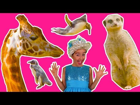 PRINCESSES GO TO THE ZOO | LEARN COLORS | LEARN ABOUT ANIMALS |🐯 Princess In Real Life | Kiddyzuzaa Video