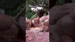 6 de dezembro de 2025