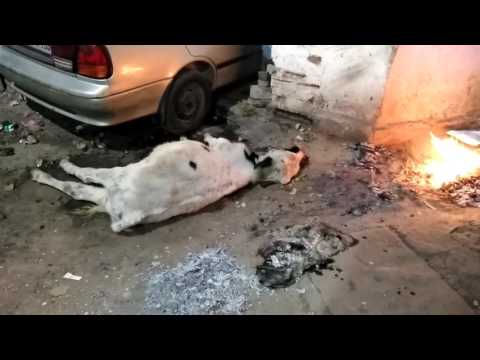 download lagu mp3 mp4 Veterinary Ngo Near Me, download lagu Veterinary Ngo Near Me gratis, unduh video klip Veterinary Ngo Near Me