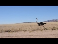 Ostrich at fullspeed