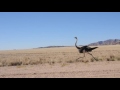 Ostrich At Fullspeed